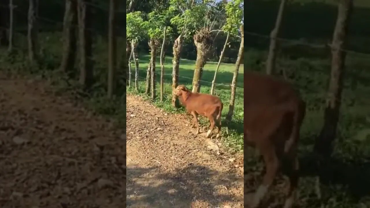 Com baby #youtubeshorts #shorts