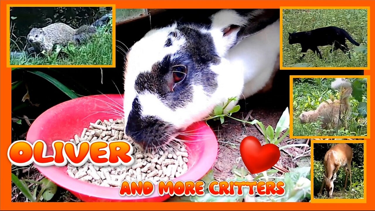 Oliver the rabbit and the critters around the Ranch