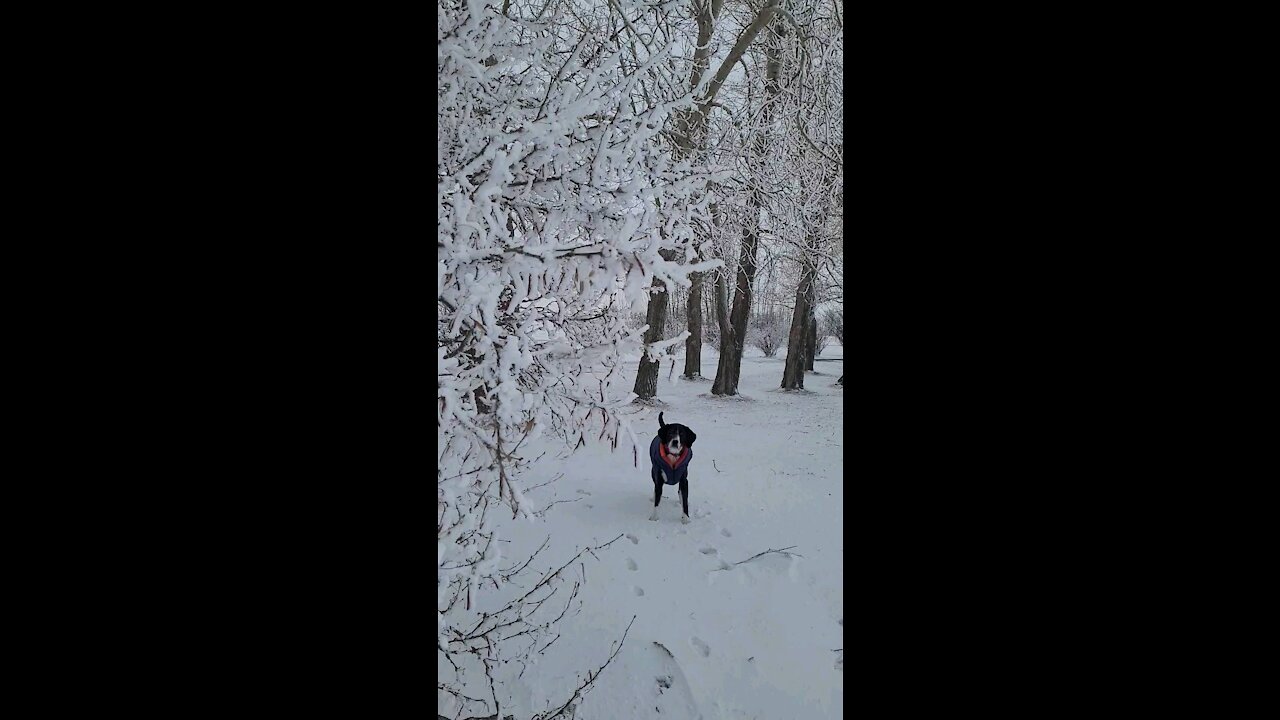 Extremely cold day at the dog park with my dog