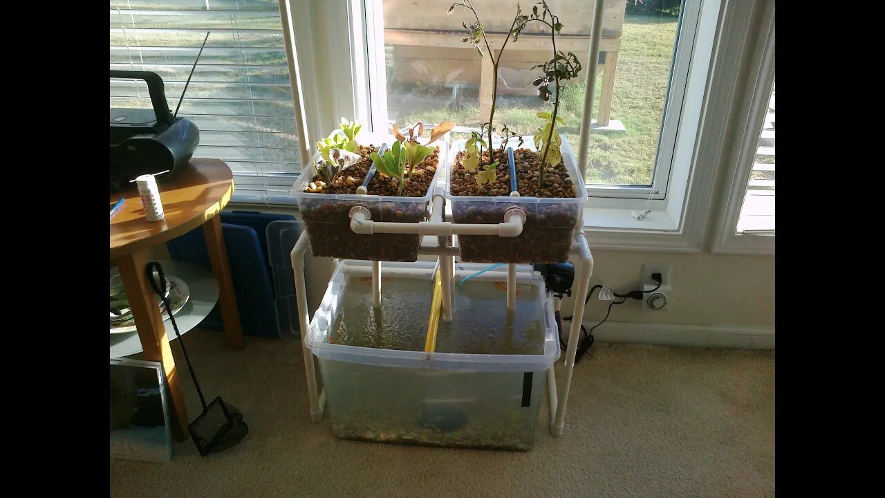 Indoor Aquaponics System DIY