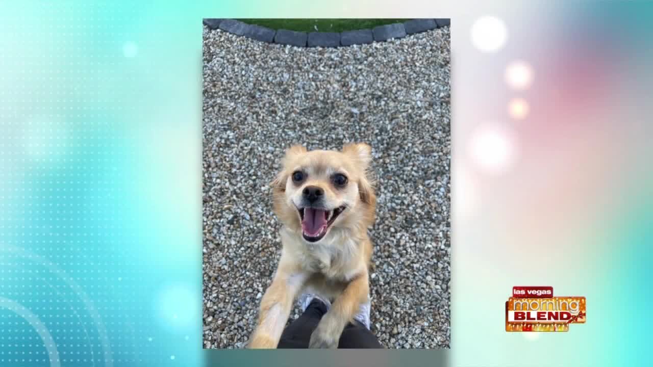 Pick of the Litter: Windy!