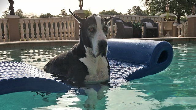 Great Dane Enjoys a Memorial Day Pool Day