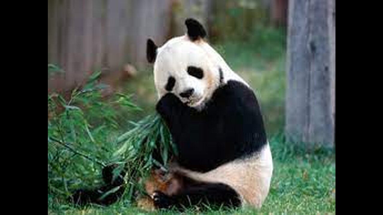 Panda's strange deeds