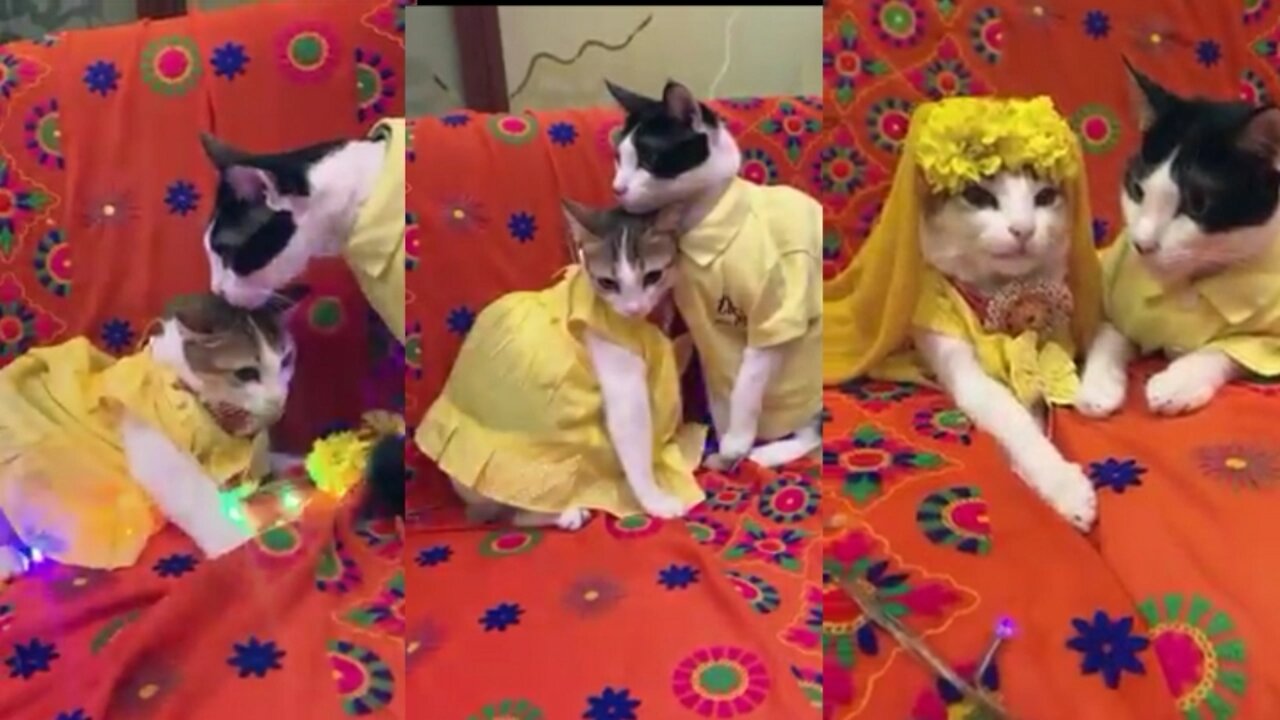 How to cute cat marriage life