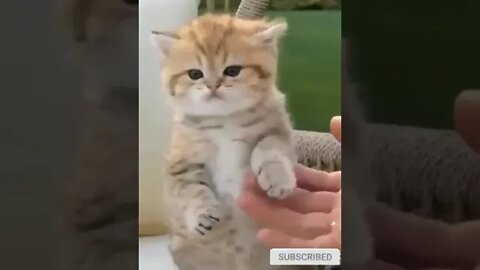 cute cat videos 😹 funny videos 😂 1085 😻 #shorts