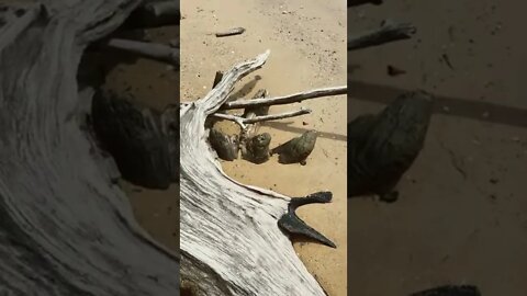 Driftwood by the sea