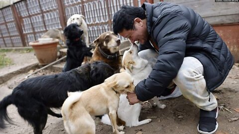 Ukrainian Powerlifter Champions Survival Of Mykolaiv's Abandoned Pets