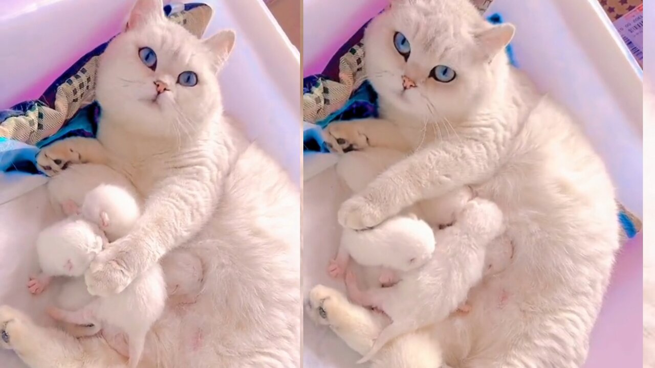 Cute cat feeding her cute kittens