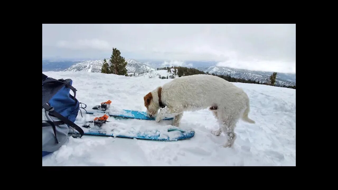 Ares shows how a Jack Russell Terrier handle fresh powder skiing ❄️🫁👍