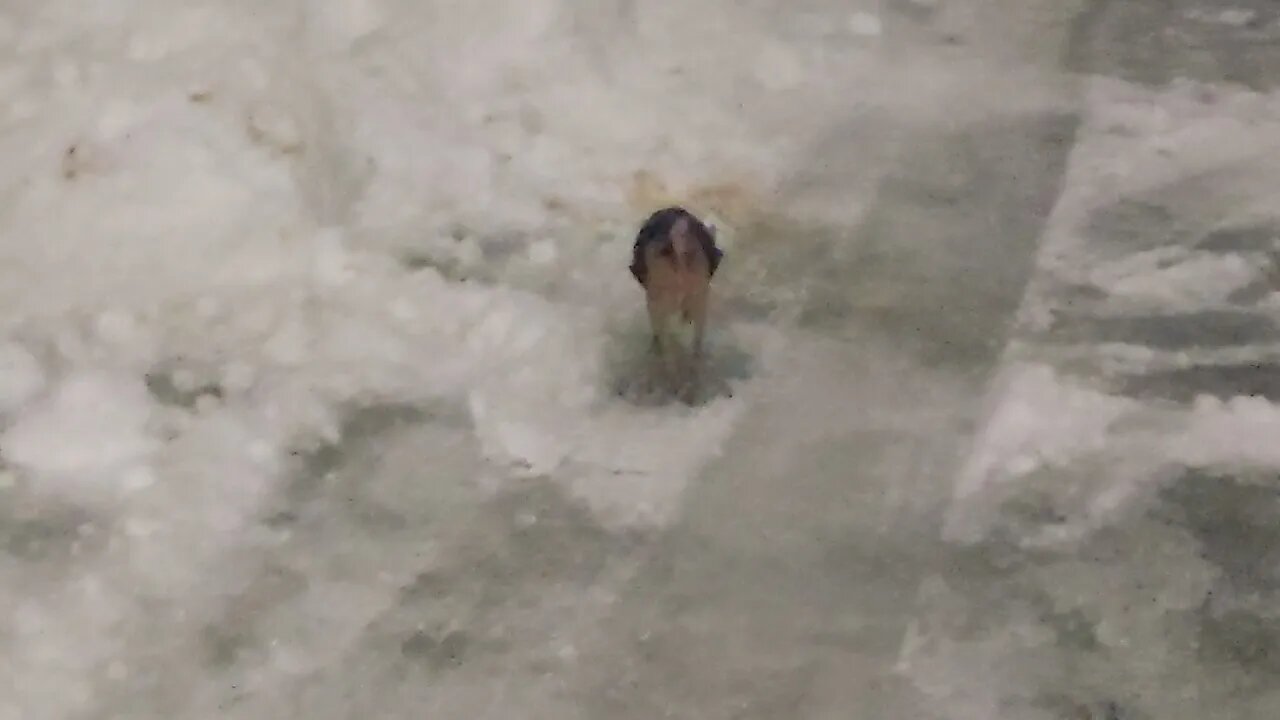 Puppy sliding on the ice