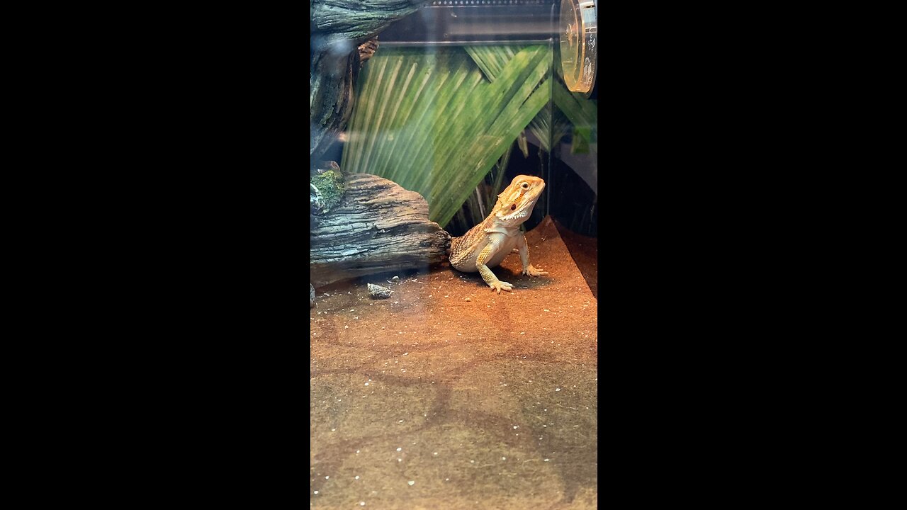 Bearded Dragon