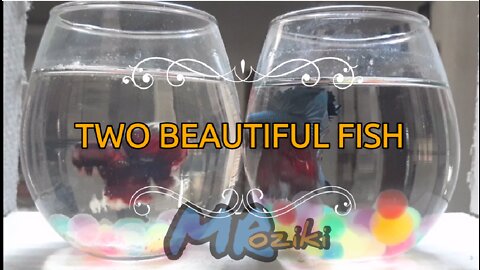 TWO BEAUTIFUL FISH