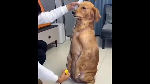 #doglover # funnydogs