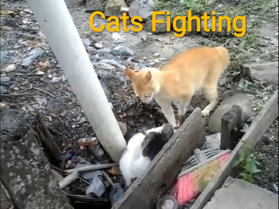 This is How Cats Talk When Fighting