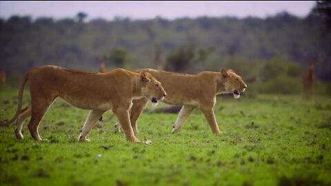 2 Lions in the Wild