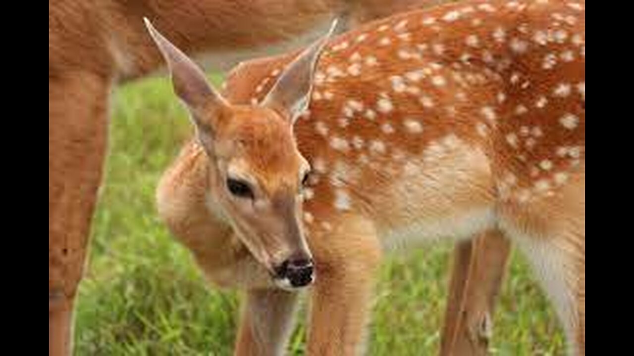 Why Baby Deer Have White Spots