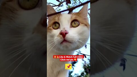 Cute Cat Funny Video 😂😹| #cutefunny #Cat #cutecats #shorts #funnycatsvideos #catvideos