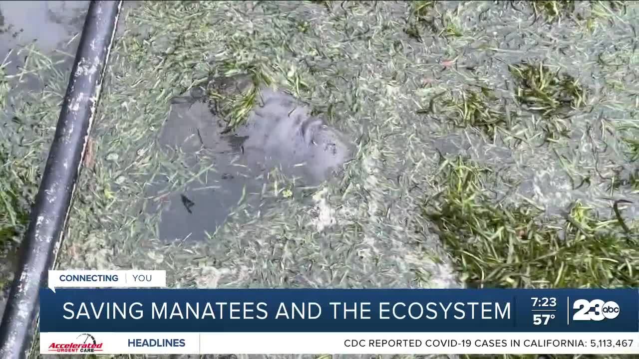 Compnay dedicated to saving manatees from starvation