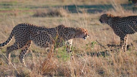 Two cheetah boys left from the original group of five in the Masai Mara. Looking for food. HDR 4K.