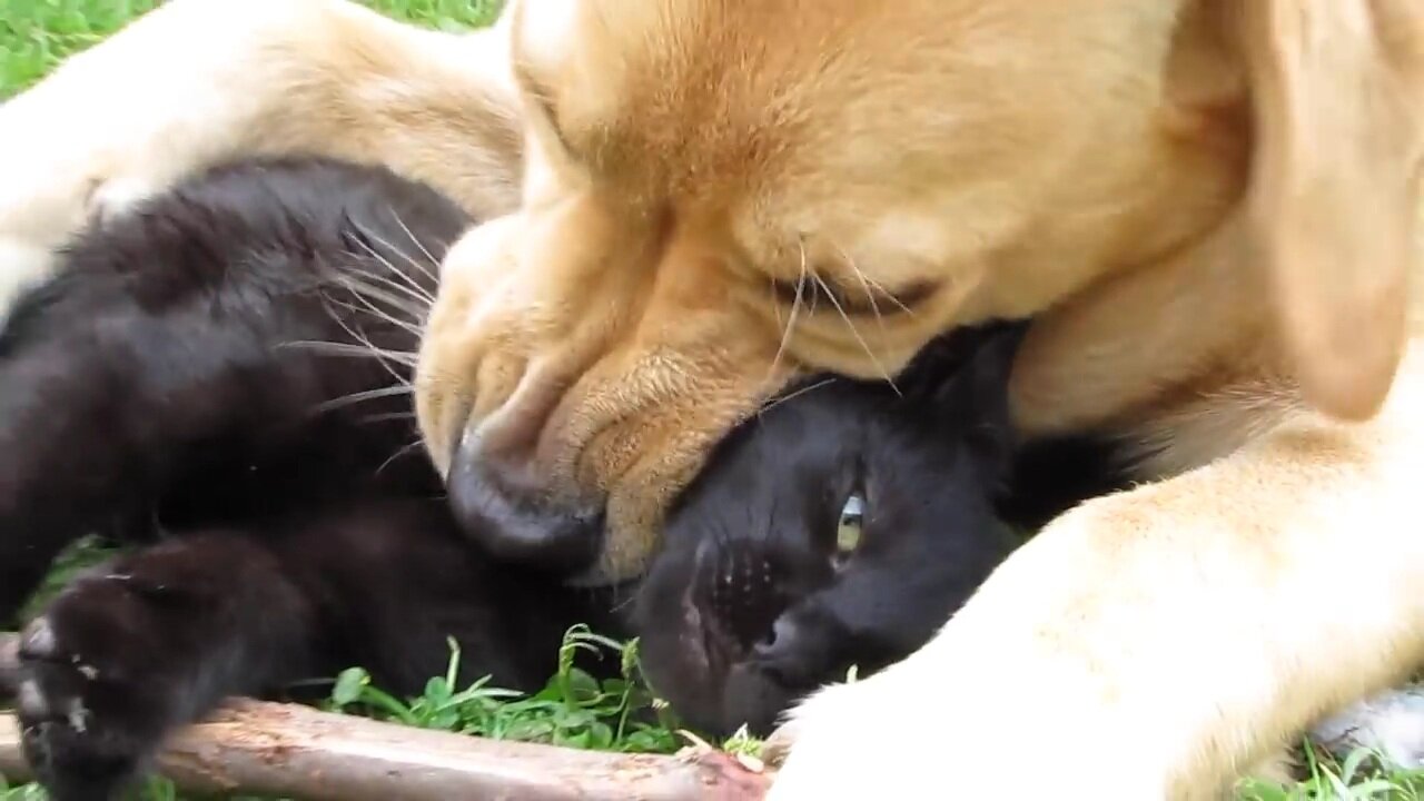 😱DOG EATS CAT ALIVE 😱😨 😰 BONES CRACKING, CAT IS SUFFERING 😿😿😿