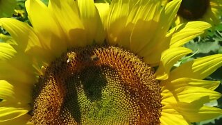 Sunflower field in north central Illinois - Walk With Me, Steve Martin, we see these amazing colors