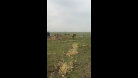 Alberta QH
