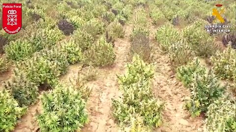 Spanish Authorities Have Destroyed 415,000 Hemp Plants & The Union Behind getting high.