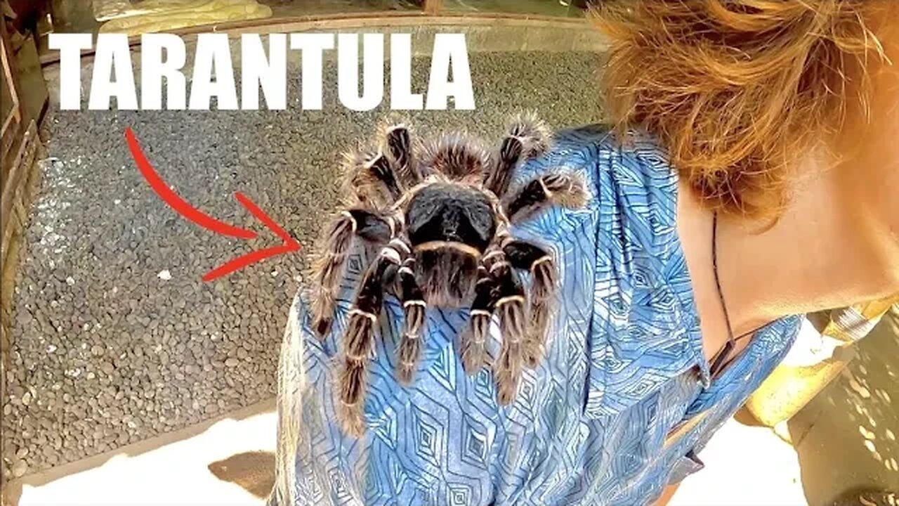 Deadly BIRD EATING Spider On my FACE