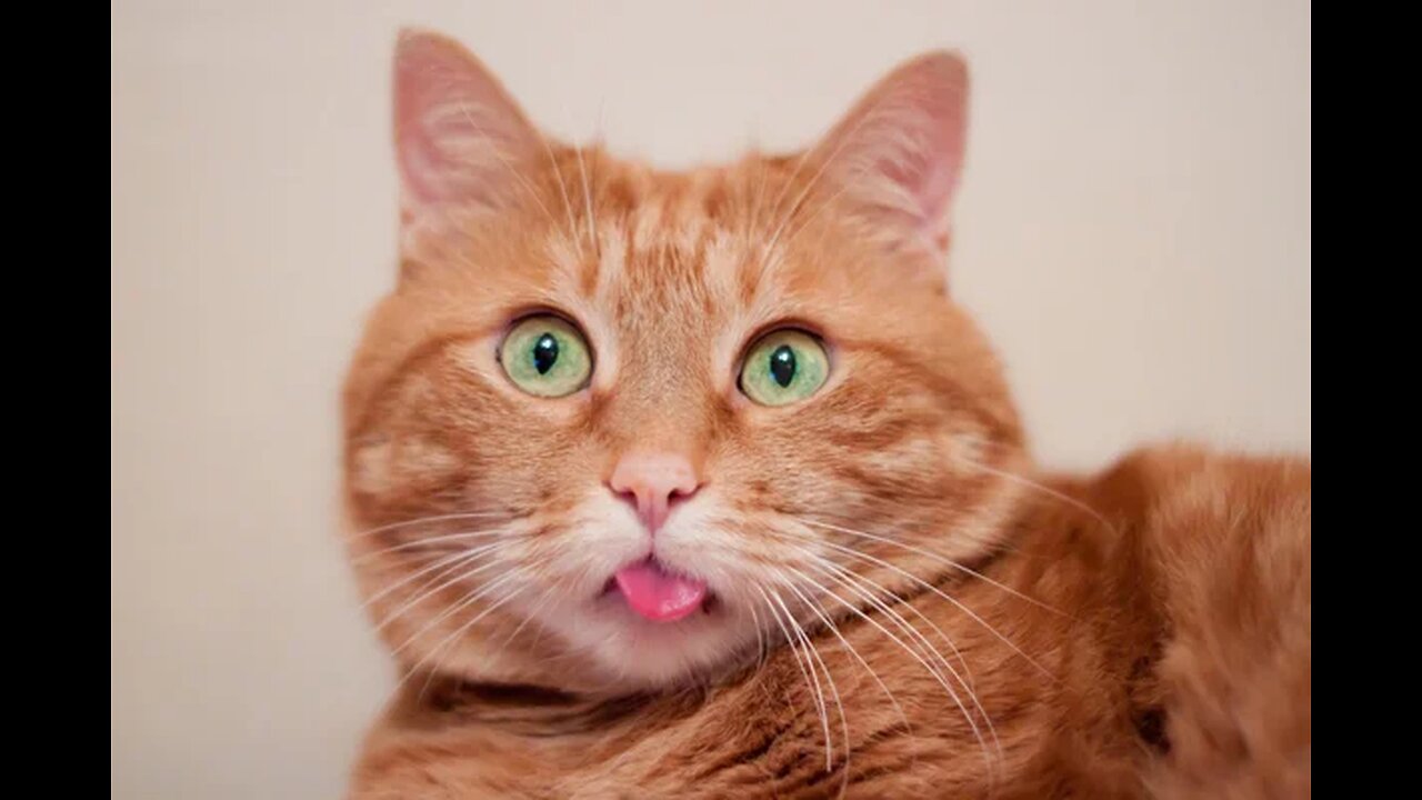 Most Funniest Animals - Best Cats😹 & Dogs🐶 Videos of 2023 Compilation! #31