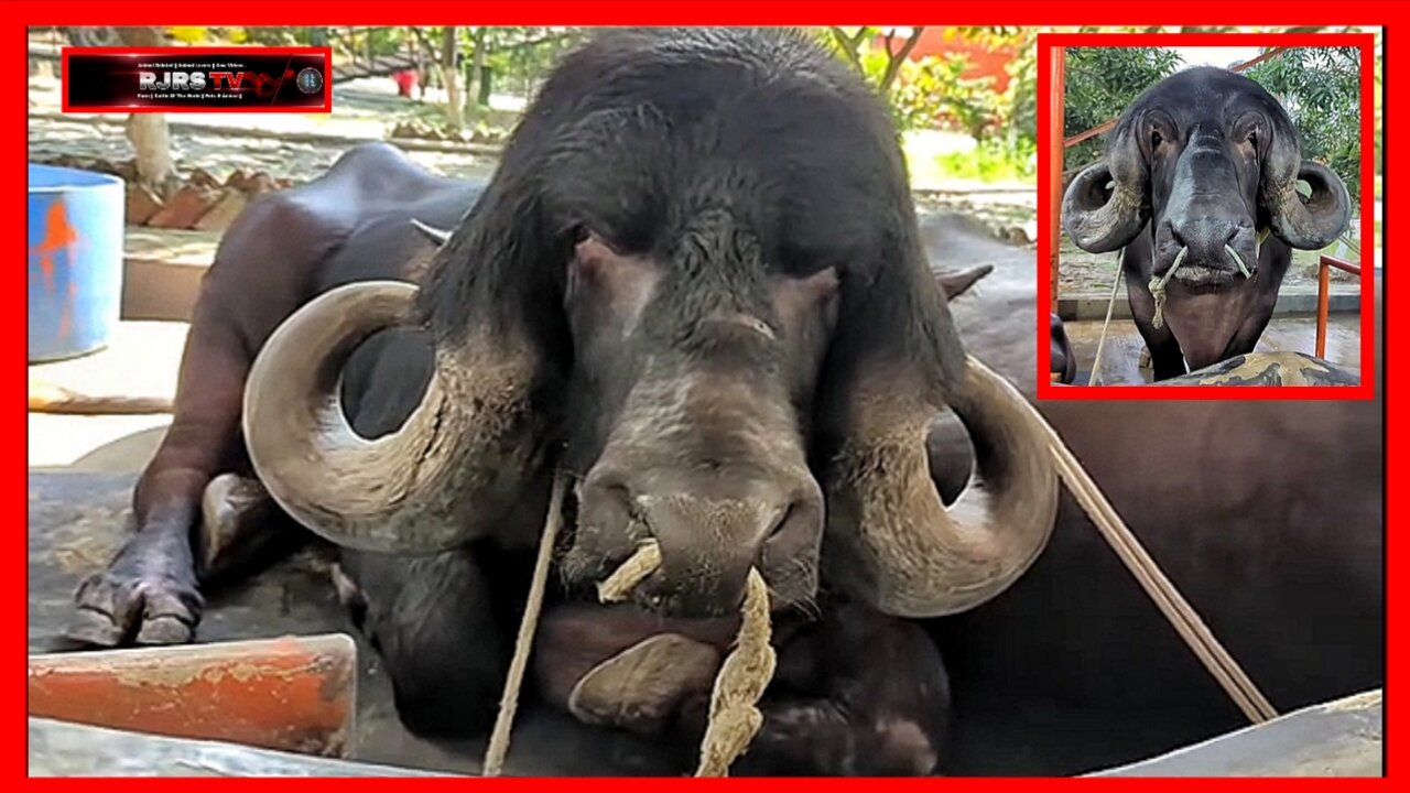 Giant Buffalo || RJRS TV || Rumble