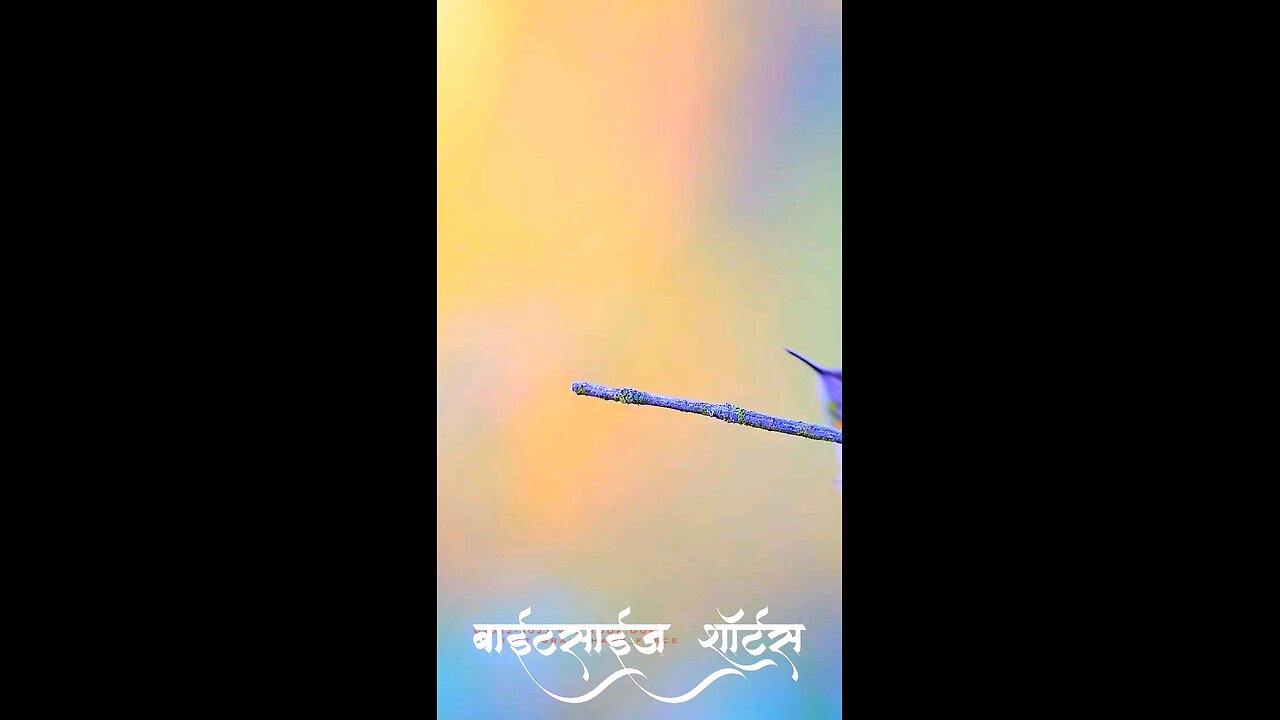 Bird in action