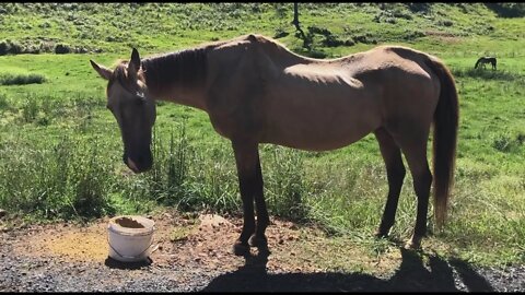 The cause of Arthur's lack of weight gain - he is dropping a lot of feed again