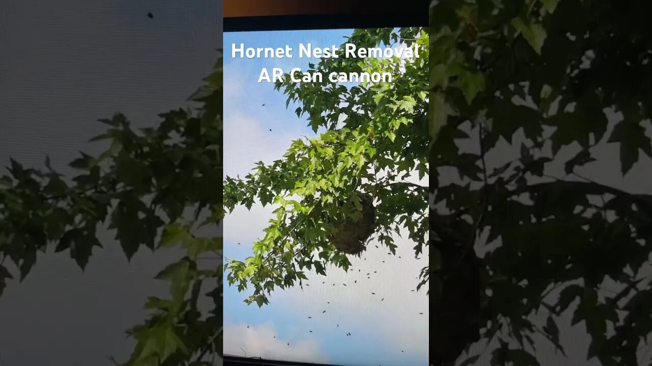 #hornets #hornetnest full video on our page