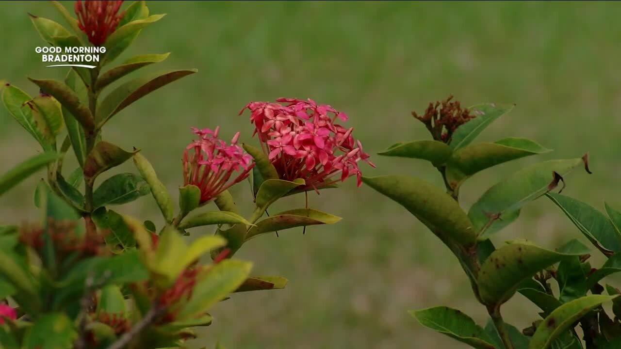 Palma Sola Botanical Park is one of Manatee County's hidden gems