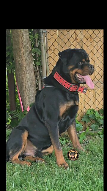 DONEYUNO- XXL RI MOBY DIK