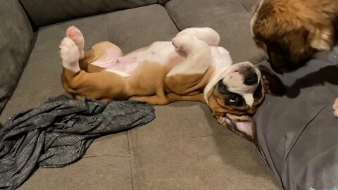 Silly puppy on his back- St Bernard / Great Dane