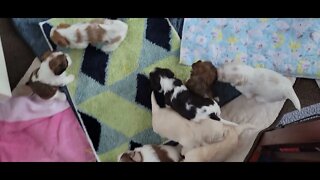 P & Q @3.5 & 3.99 wks old(3)