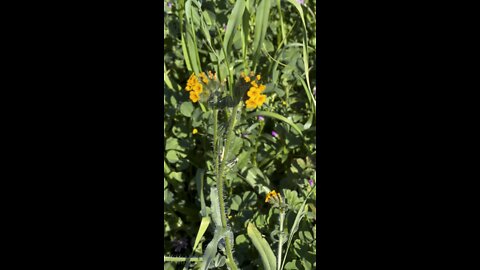 Fiddleneck Flowers