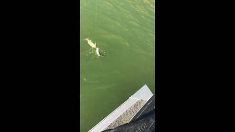 2 Fish 1 Lure