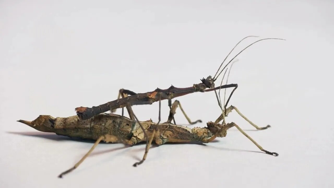 Studio shot of adult male and female of Sungaya inexpectata, a species of stick insects from the Phi