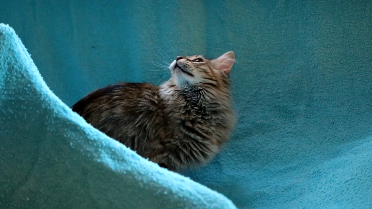 Leia Playing with a Blanket Tent