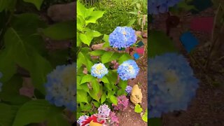 Blue Hydrangeas are beautiful flowers