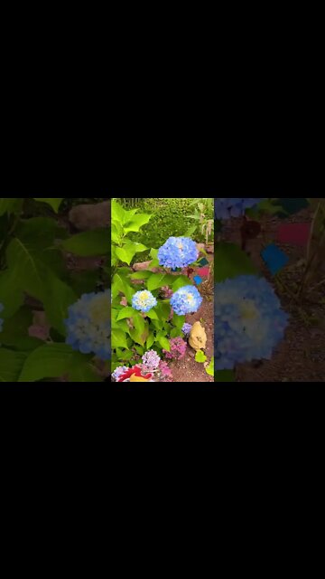 Blue Hydrangeas are beautiful flowers