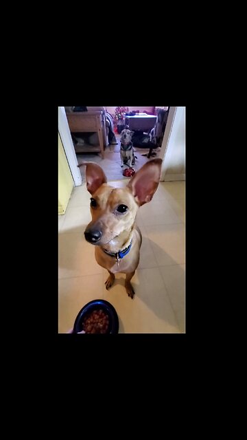 Playing Lunchtime Games With My Chihuahua Bluto