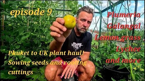 Phuket to UK Plant Haul! Sowing Seeds & Rooting Cuttings (Lychee, Galangal, Plumeria and more)