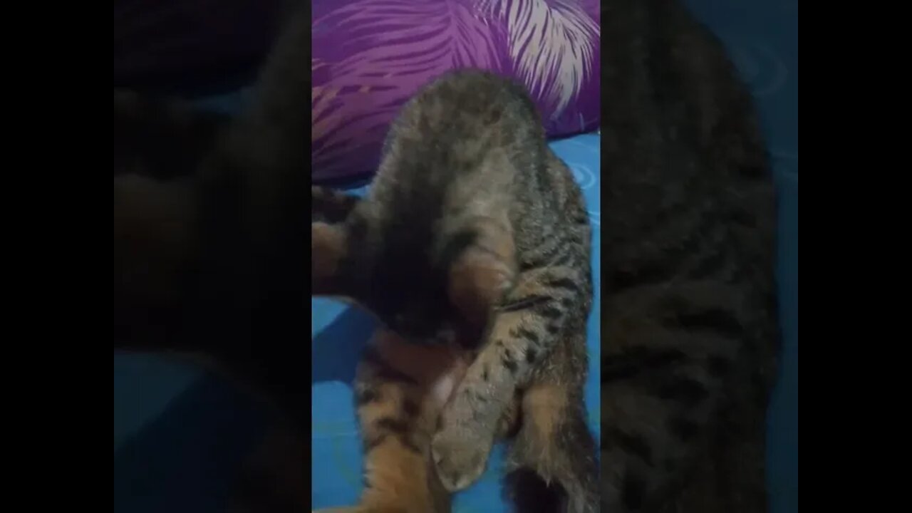 kucing
