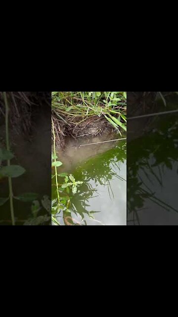 How to Hook Eel in Hole 🐟 #shorts