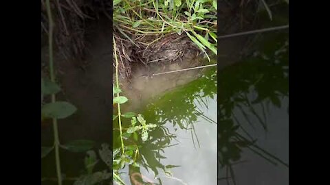 How to Hook Eel in Hole 🐟 #shorts