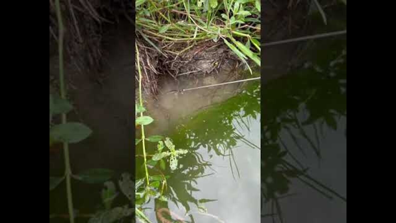 How to Hook Eel in Hole 🐟 #shorts
