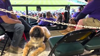 Domino Service Dogs takes a field trip to Coors Field for a training day